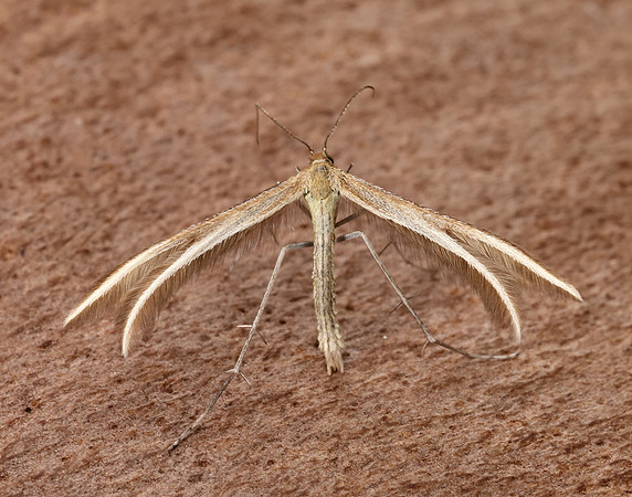 45.033 BF1510 Thyme Plume Merrifieldia leucodactyla