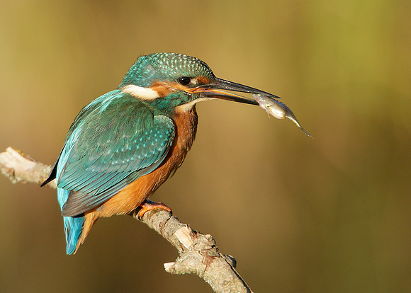 Kingfisher Alcedo atthis