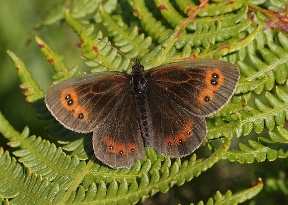 Scotch Argus Erebia aethiops