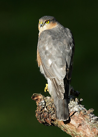 Sparrowhawk Accipiter nisus