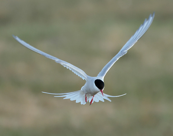 Arctic Tern Sterna paradisaea