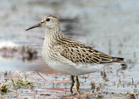 Pectoral Sandpiper Calidris melanotos