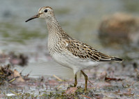 Pectoral Sandpiper Calidris melanotos