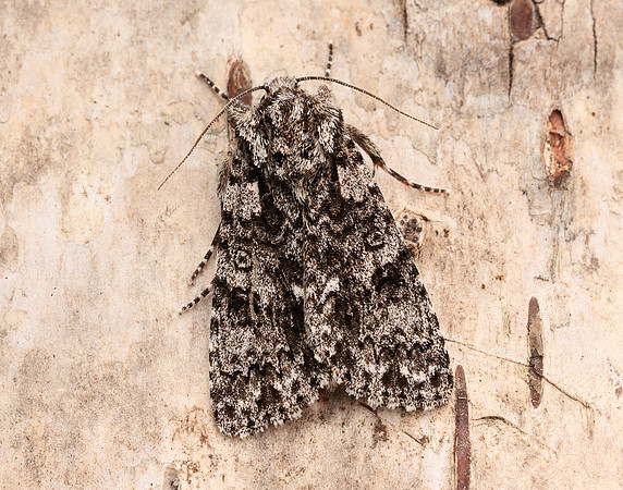 73.045 BF2289 Knot Grass Acronicta rumicis