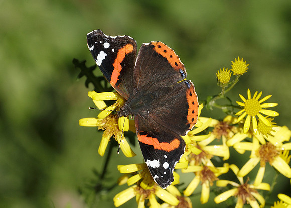 Red Admiral Vanessa atalanta