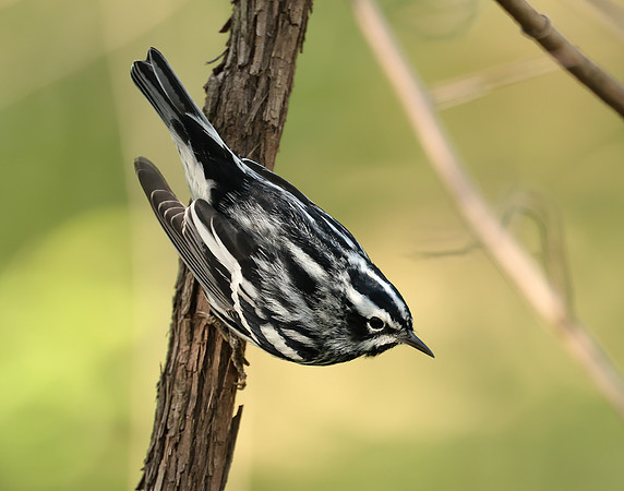 Black & White Warbler Mniotilta varia