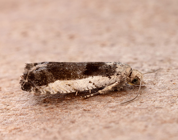 49.249 BF1134 Epinotia ramella