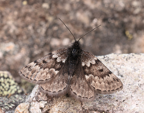 70.289 BF1965 Black Mountain Moth Glacies coracina