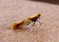 15.008 BF286 Caloptilia alchimiella