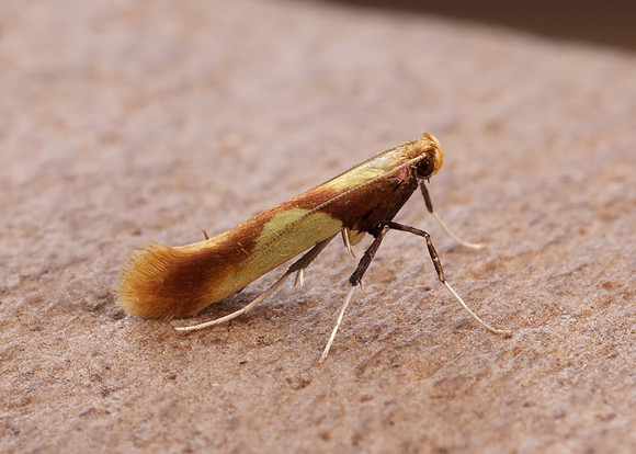 15.008 BF286 Caloptilia alchimiella