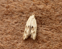 38.039 BF609 Elachista maculicerusella