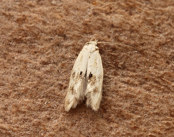 38.039 BF609 Elachista maculicerusella