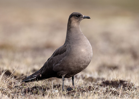 Arctic Skua Stercorarius parasiticus