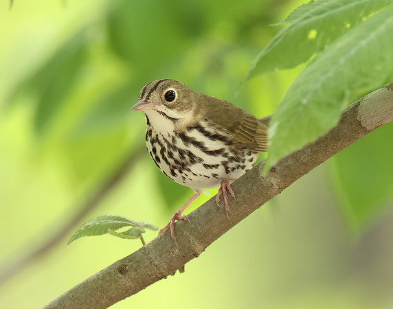 Ovenbird Seiurus aurocapilla