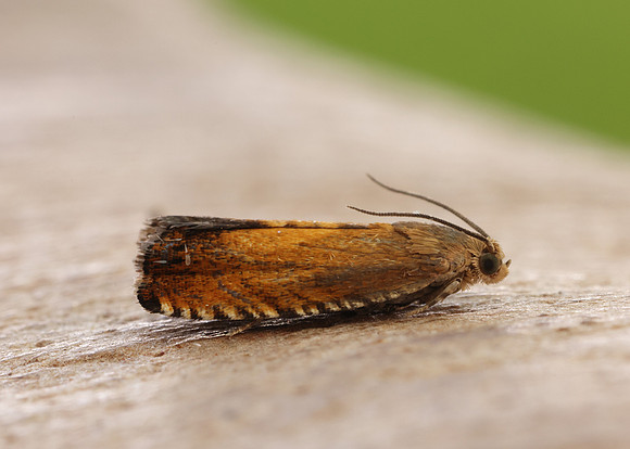 49.376 BF1233 Pammene aurita