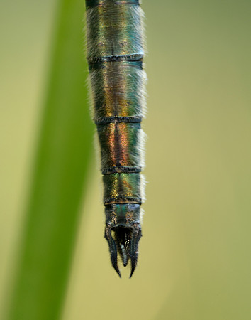 Brilliant Emerald Somatochlora metallica