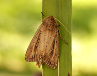 73.136 BF2369 Bulrush Wainscot Nonagria typhae