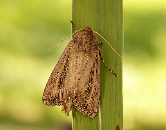73.136 BF2369 Bulrush Wainscot Nonagria typhae