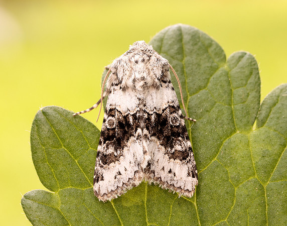 73.279 BF2164 Broad-barred White Hecatera bicolorata