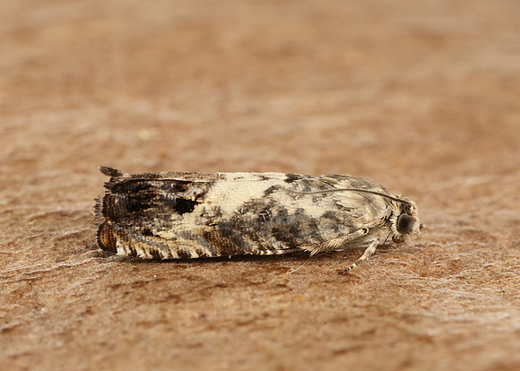 49.367 BF1236 Pammene fasciana