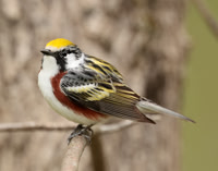 Chestnut-sided Warbler Setophaga pensylvanica
