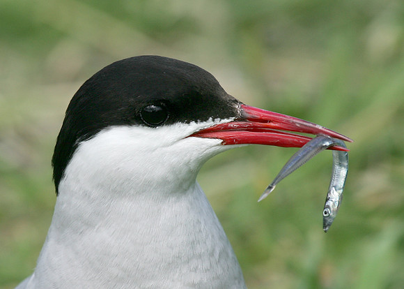 Arctic Tern Sterna paradisaea