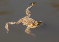 Common Toad Bufo bufo