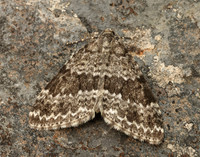 70.072 BF1744 Grey Mountain Carpet Entephria caesiata