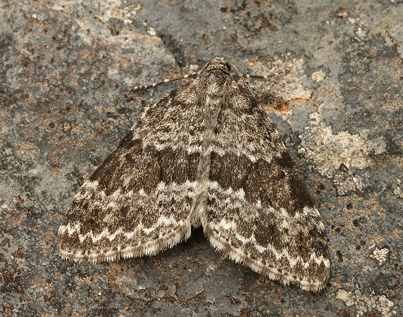 70.072 BF1744 Grey Mountain Carpet Entephria caesiata