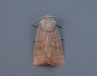 73.099 BF2384 Vine's Rustic Hoplodrina ambigua