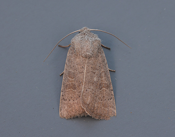 73.099 BF2384 Vine's Rustic Hoplodrina ambigua