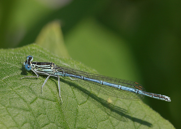 White-legged Damselfly Platycnemis pennipes