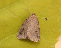 72.037 BF2035 Round-winged Muslin Thumatha senex