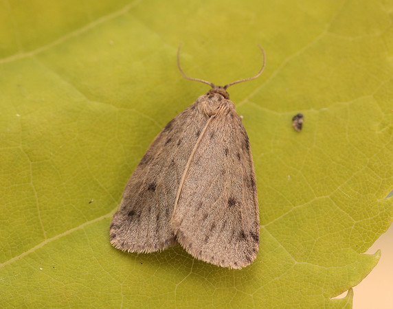 72.037 BF2035 Round-winged Muslin Thumatha senex