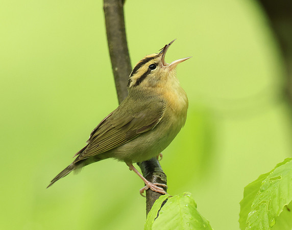 Worm-eating Warbler Helmitheros vermivorum
