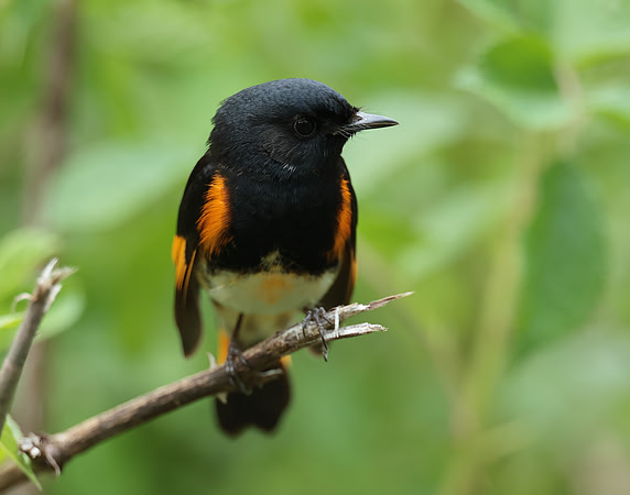 American Redstart Setophaga ruticilla