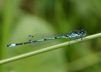 Variable Damselfly Coenagrion pulchellum