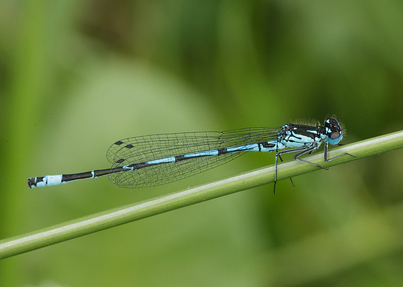 Variable Damselfly Coenagrion pulchellum