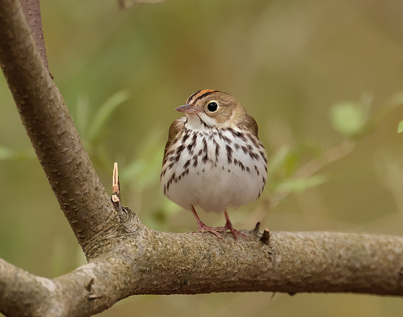Ovenbird Seiurus aurocapilla