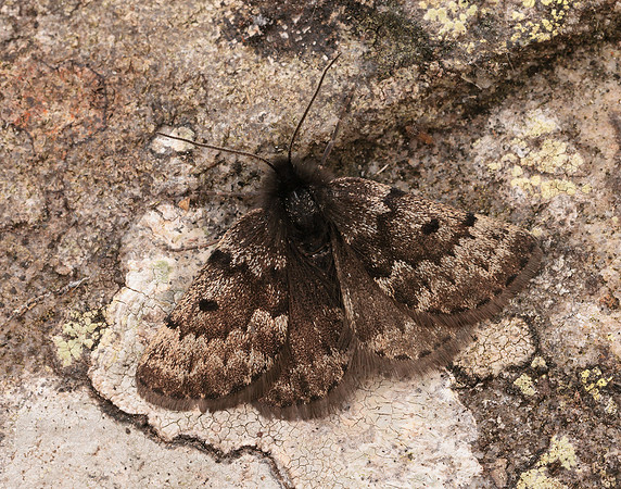 70.289 BF1965 Black Mountain Moth Glacies coracina