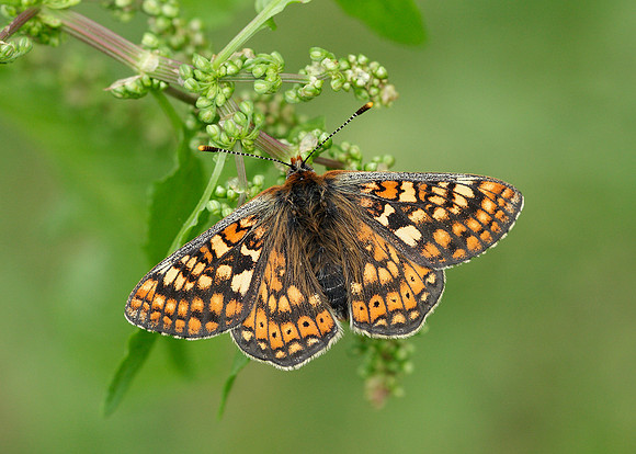 Marsh Fritillary Euphydryas aurinia