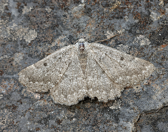70.285 BF1963 Scotch Annulet Gnophos obfuscata