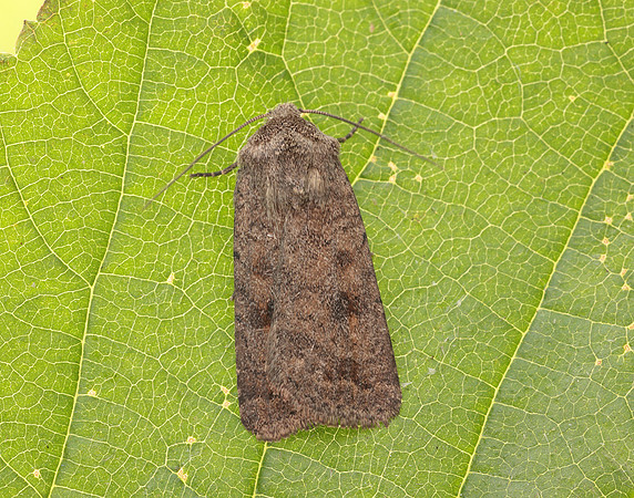73.092 BF2387 Mottled Rustic Caradrina morpheus