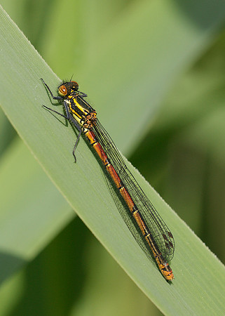 Large Red Damselfly Pyrrhosoma nymphula
