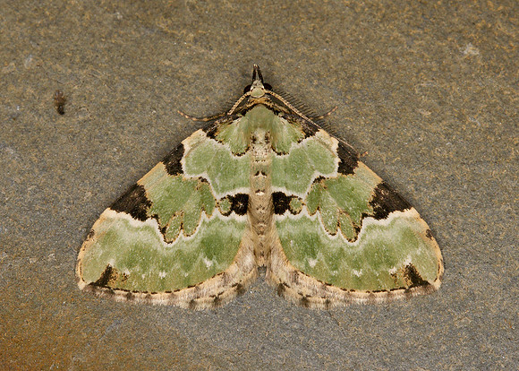 70.100 BF1776 Green carpet Colostygia pectinataria
