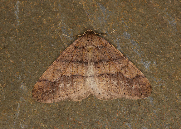70.255 BF1934 Dotted Border Agriopis marginaria