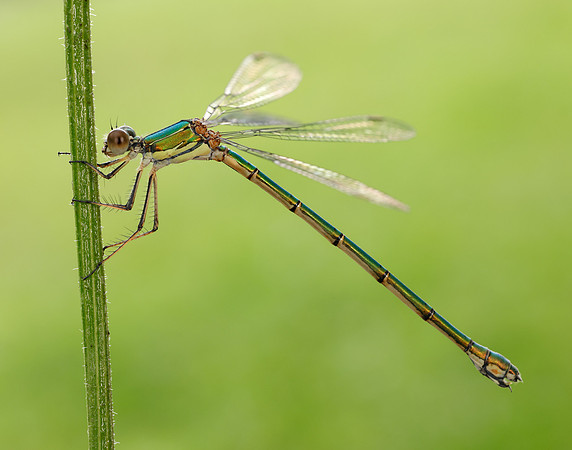 Willow Emerald Chalcolestes viridis
