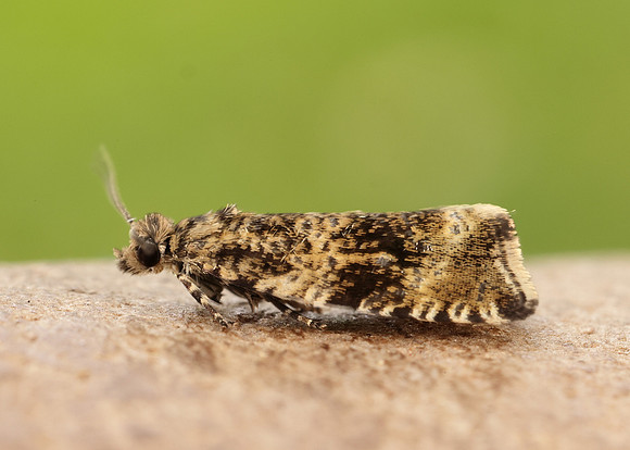 49.166 BF1076 Celypha lacunana