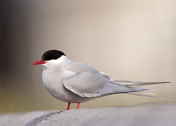 Arctic Tern Sterna paradisaea