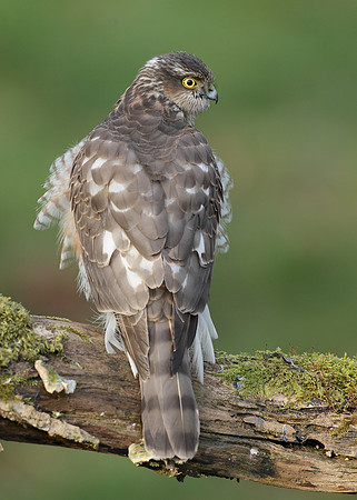 Sparrowhawk Accipiter nisus